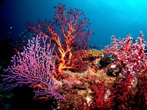SCB ScubaDive Corals