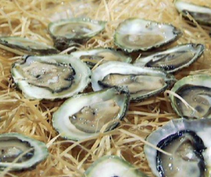 angasi oysters